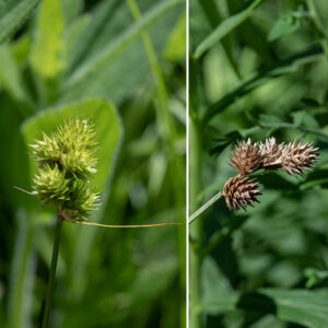 Troublesome sedge is superficially similar to crested sedge (C. cristatella) but with fewer, less spiky spikelets, and with perigynia less crowded. Two to five (rarely six) spikelets are crowded along an inflorescence at the tip of the culm, each 6-15 mm long and 5-10 mm wide. The perigynia are rounded at tip and base, tapering distally to a blunt point, each with a darker green, winged margin and a lighter center. Staminate (male) perigynia are relatively few and located at the base of the spikelets; most of the perigynia are pistillate (female). At the base of the lowermost spikelet is a thin, bristle-like, usually short bract. The left side of the image shows a young inflorescence; the right side shows a mature inflorescence post-fertilization.