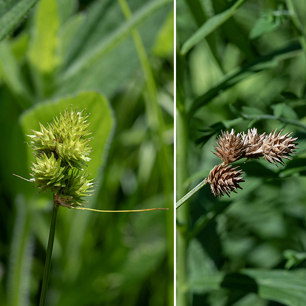Troublesome sedge is superficially similar to crested sedge (C. cristatella) but with fewer, less spiky spikelets, and with perigynia less crowded. Two to five (rarely six) spikelets are crowded along an inflorescence at the tip of the culm, each 6-15 mm long and 5-10 mm wide. The perigynia are rounded at tip and base, tapering distally to a blunt point, each with a darker green, winged margin and a lighter center. Staminate (male) perigynia are relatively few and located at the base of the spikelets; most of the perigynia are pistillate (female). At the base of the lowermost spikelet is a thin, bristle-like, usually short bract. The left side of the image shows a young inflorescence; the right side shows a mature inflorescence post-fertilization.