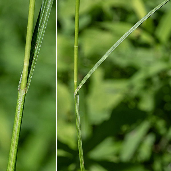 Troublesome sedge is 1-2.5' tall; fertile culms (the great majority) have 3-7 alternate leaves 4-8" long and 2-4 mm wide along the basal third of the culm. Leaves of infertile culms are a bit longer; both leaf types have a groove down the middle of the blade. View perpendicular to the leaf blade (left) and parallel to the leaf blade (right).