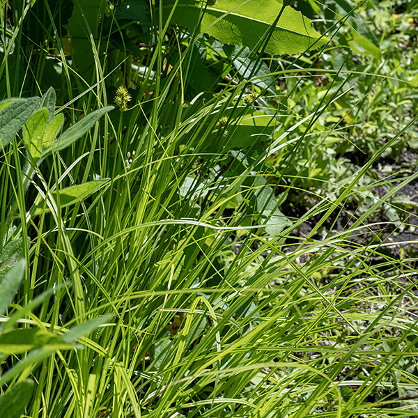 Troublesome sedge is superficially similar to crested sedge (C. cristatella) but with fewer, less spiky spikelets, and with perigynia less crowded. Plants are 1-2.5' tall; fertile culms (the great majority) are medium green, triangular in section (three-angled), and quite stiff; they have 3-7 alternate leaves 4-8" long and 2-4 mm wide along the basal third of the culm. Leaves of infertile culms are a bit longer; both leaf types have a groove down the middle of the blade. Two to five (rarely six) spikelets are crowded along an inflorescence at the tip of the culm, each 6-15 mm long and 5-10 mm wide. The etymology of both the common name and the scientific binomial are obscure (to me) but presumably refer to the weedy and aggressive tendencies of the plant.