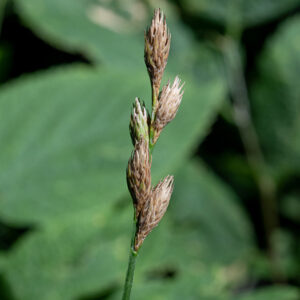 Palm sedge fertile culms tend to have fewer leaves (5-10) restricted to the lower half of the culm while infertile culms produce more leaves (8-12+) along their entire length. Fertile culms generate a narrow (5-9 cm long, 1 cm across) inflorescence at their tips bearing 5-12 partially overlapping, stalkless spikelets. Spikelets are 2 cm long, 3-4 mm across prolate spheroids (spindle-shaped); staminate (male) florets are restricted to approximately the bottom quarter of the spikelet while pistillate (female) florets cover the rest of the spikelet. Each spikelet rests on a scale-like bract, only obvious on the lowest spikelet. Perigynia are very large compared to most sedges — 6-8 mm long and about 2 mm across; protruding from the tips of the perigynia are either slender, white styles or pale yellow or white, cylindrical anthers.