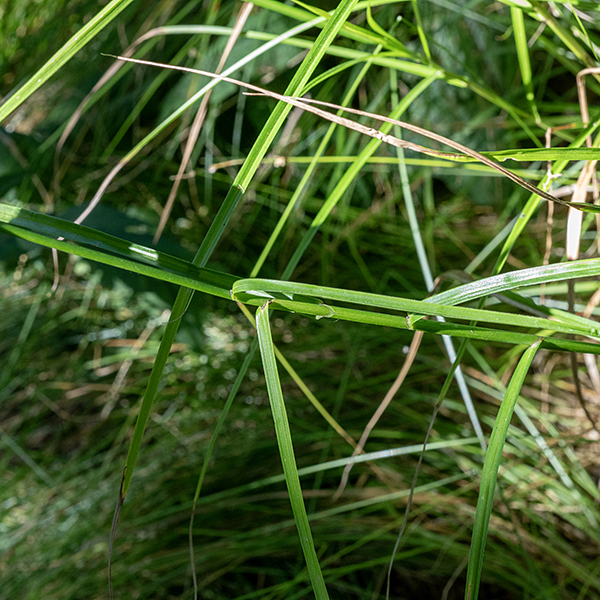 Palm sedge culms (both fertile and infertile) reach lengths of 3'. Culms are medium green and triangular in section. Fertile culms tend to have fewer leaves (5-10) restricted to the lower half of the culm while infertile culms produce more leaves (8-12+) along their entire length. All culms in palm sedge produce alternate leaves where each leaf lies higher and rotated around the culm 120° from the one below; three successive leaves thus completely circle the culm (termed "3-ranked"). In other words, when viewed from above, the leaves make three distinct columns along the culm. Leaf blades are up to 12" long and 3-5 mm across, V- or W-shaped in section.