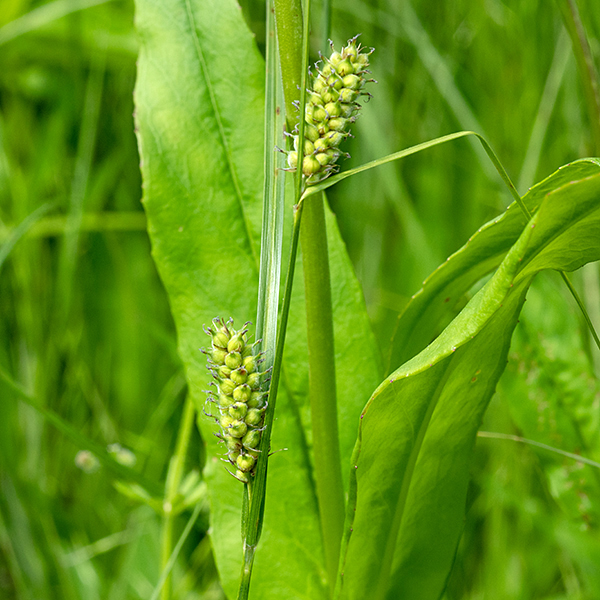 Woolly sedge leaves are alternate, restricted to the lower half of fertile culms (only) and few in number (2-3). Leaves are medium green 10" long and 2-5 mm across, usually arching; larger leaves have a groove along their midline.