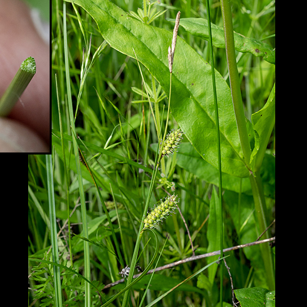 Woolly sedge culm Is unbranched, light green, and triangular in section (insert). Fertile culms produce a 4-12" long inflorescence at their tip whose central stalk (rachis)  is also triangular. Near the tip of the rachis are 1-3 pistillate (male) spikelets 1/2-1.25" long, light green, turning brown with maturity. Below are 2-3 pistillate (female) spikelets each with a leaf-like bract immediately below; the bracts increase in size beneath lower pistillate spikes. Pistillate spikelets are cylindrical, up to 1.5" long, densely packed with quite hairy, chubby-triangular, perigynia (each 2.5-4" long and about half as wide), and their accompanying bristly bracts. The plants are wind pollinated. Wooly sedge is unusual in its very hairy perigynia; no other Jackson Park sedge has this character.