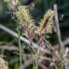 Fertile culms of Pennsylvania sedge produce an apical inflorescence with a single terminal staminate spikelet 1-2.5 cm long above 1-3 smaller pistillate spikelets and their bracts, all purplish-brown at blooming. Staminate spikelets produce prominent creamy-yellow anthers; pistillate spikelets consist of 4-12 perigynia about 3 mm long and 1.5 mm across, each with 3 white, thread-like styles and a basal, scale-like bract shorter than the spikelet. The lowest pistillate spike bears a basal leaf-like bract usually longer than the spikelet. Florets are wind pollinated.
