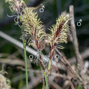 Fertile culms of Pennsylvania sedge produce an apical inflorescence with a single terminal staminate spikelet 1-2.5 cm long above 1-3 smaller pistillate spikelets and their bracts, all purplish-brown at blooming. Staminate spikelets produce prominent creamy-yellow anthers; pistillate spikelets consist of 4-12 perigynia about 3 mm long and 1.5 mm across, each with 3 white, thread-like styles and a basal, scale-like bract shorter than the spikelet. The lowest pistillate spike bears a basal leaf-like bract usually longer than the spikelet. Florets are wind pollinated.