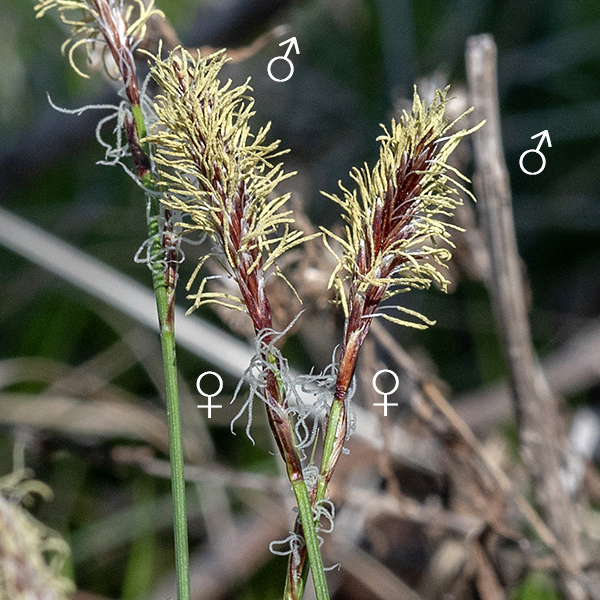 Fertile culms of Pennsylvania sedge produce an apical inflorescence with a single terminal staminate spikelet 1-2.5 cm long above 1-3 smaller pistillate spikelets and their bracts, all purplish-brown at blooming. Staminate spikelets produce prominent creamy-yellow anthers; pistillate spikelets consist of 4-12 perigynia about 3 mm long and 1.5 mm across, each with 3 white, thread-like styles and a basal, scale-like bract shorter than the spikelet. The lowest pistillate spike bears a basal leaf-like bract usually longer than the spikelet. Florets are wind pollinated.