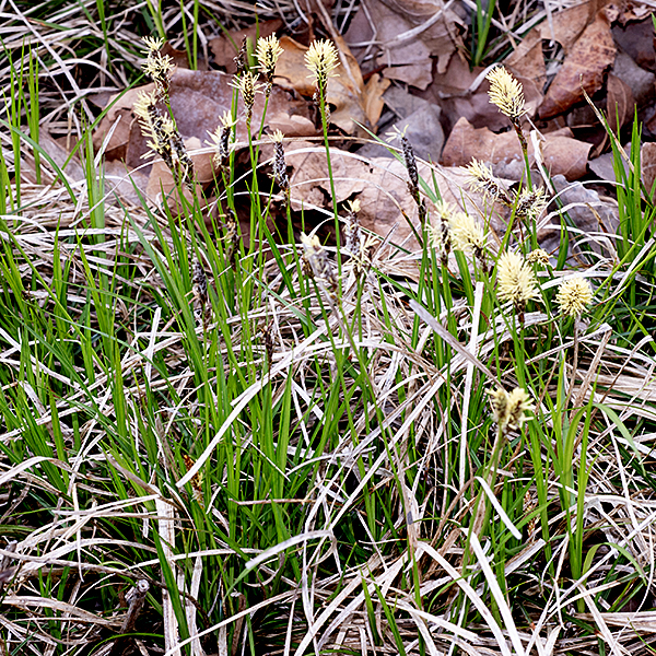 Culms bear a number of alternate leaves near their bases only a few inches long and 1-3 mm wide during flowering season but may reach several feet long later in the season. Leaf blades are light green, hairless, and V-shaped in section.