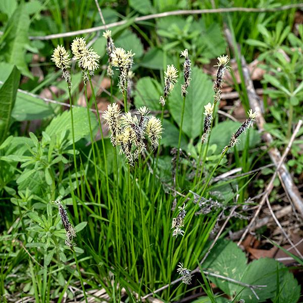 Pennsylvania sedge is ubiquitous in Jackson Park in the early spring (mid- to late April), forming tufts of muted color across the landscape; it is the first sedge to bloom in Jackson Park. (Indeed, it should be included among the "spring ephemerals.") Fertile culms produce an apical inflorescence with a single terminal staminate spikelet 1-2.5 cm long above 1-3 smaller pistillate spikelets and their bracts, all purplish-brown at blooming. Staminate spikelets produce prominent creamy-yellow anthers; pistillate spikelets consist of 4-12 perigynia about 3 mm long and 1.5 mm across, each with three white, thread-like styles and a basal, scale-like bract shorter than the spikelet.