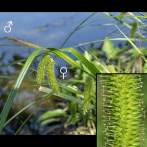 Cyperus sedge's fertile culms develop an inflorescence at their tips 1.5-6" long consisting of a single staminate spikelet up to 3" long and 2-6 pistillate spikelets 3" long and 9-12 mm across. The pistillate spikelets are initially erect but later droop (especially the lowest pistillate spike, which has the longest pedicle). At the base of each pistillate spike's pedicle is a leaf-like bract up to 20" long. Perigynia of the pistillate spikes are oriented perpendicular to the axis of the cylindrical spikelet, 3.5-6 mm long and 1-2 mm wide, not inflated, lance-shaped with two strong 1 mm long teeth at their tips. (Insert) - Three fuzzy stigmas protrude from the tips of the perigynia.