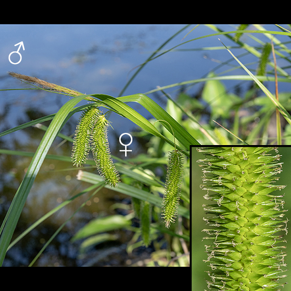 Cyperus sedge's fertile culms develop an inflorescence at their tips 1.5-6" long consisting of a single staminate spikelet up to 3" long and 2-6 pistillate spikelets 3" long and 9-12 mm across. The pistillate spikelets are initially erect but later droop (especially the lowest pistillate spike, which has the longest pedicle). At the base of each pistillate spike's pedicle is a leaf-like bract up to 20" long. Perigynia of the pistillate spikes are oriented perpendicular to the axis of the cylindrical spikelet, 3.5-6 mm long and 1-2 mm wide, not inflated, lance-shaped with two strong 1 mm long teeth at their tips. (Insert) - Three fuzzy stigmas protrude from the tips of the perigynia.