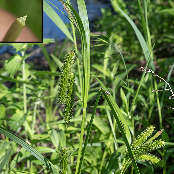 Cyperus sedge produces culms up to 1-3' long, triangular in section (insert). Leaves are yellow-green, arching, and nearly 4' long, flat to W-shaped in section. The pistillate spikelets are initially erect but later droop (especially the lowest pistillate spike, which has the longest pedicle).