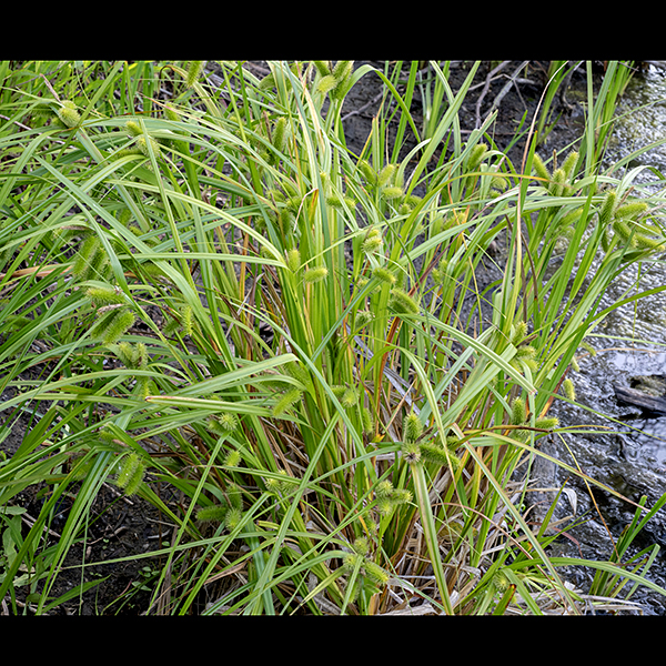 Cyperus sedge produces culms up to 1-3' long, triangular in section. Leaves are yellow-green, arching, and nearly 4' long, flat to W-shaped in section. The pistillate spikelets are initially erect but later droop (especially the lowest pistillate spike, which has the longest pedicle). At the base of each pistillate spike's pedicle is a leaf-like bract up to 20" long.