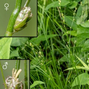 A fertile culm of star sedge (right). Most culms are fertile, generating an apical inflorescence 1.5-3" long with 3-8 spikelets more closely spaced the higher their position on the inflorescence. Spikelets consist of 1-9 perigynia, 3 mm long and 1.5 mm wide, each initially erect, but later rotating so they point in all directions. (Thus, the species name "radiata.") At the base of each spikelet is a needle-like, long, narrow bract. The bracts are longer the further the spike is from the tip of the inflorescence; the bract beneath the most basal spikelet may be as long as the entire inflorescence. The male florets (lower left image; note the club-like anthers) occur above (more distal than) the female florets in the spikelet; the latter have a pair of 1 mm long styles protruding from their tips (upper left image; the fuzzy stigmas are beginning to wither in this image).