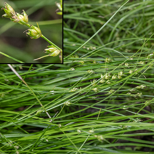 A star sedge tuft; the culms and leaves have fallen over. The culms are light green, triangular in section, and anchor several alternate leaves in the bottom third of the culm. Leaves are very delicate, up to 12" long but less than 2 mm across; when young, the leaves are V-shaped in section. (Bottom left corner of image.) Most culms are fertile, generating an apical inflorescence 1.5-3" long with 3-8 spikelets more closely spaced the higher their position on the inflorescence (inset). Spikelets consist of 1-9 perigynia, 3 mm long and 1.5 mm wide, each initially erect, but later rotating so they point in all directions. At the base of each spikelet is a needle-like, long, narrow bract. The bracts are longer the further the spike is from the tip of the inflorescence. The male florets occur above (more distal than) the female florets in the spikelet; the latter have a pair of 1 mm long styles protruding from their tips (inset).