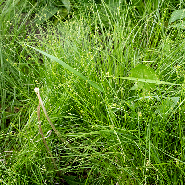 Star sedge forms dense tufts of culms and leaves about 1.5' tall and about the same across, with the culms oriented in all directions. The culms are light green, triangular in section, and anchor several alternate leaves in the bottom third of the culm. Leaves are very delicate, up to 12" long but less than 2 mm across. Most culms are fertile, generating an apical inflorescence 1.5-3" long with 3-8 spikelets more closely spaced the higher their position on the inflorescence. Spikelets consist of 1-9 perigynia, each initially erect, but later rotating so they point in all directions. (Thus, the species name "radiata.") At the base of each spikelet is a needle-like, long, narrow bract. The bracts are longer the further the spike is from the tip of the inflorescence; the bract beneath the most basal spikelet may be as long as the entire inflorescence.