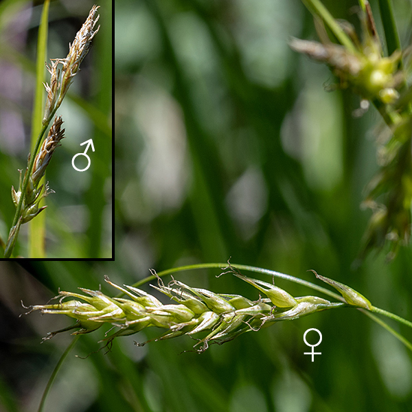 Fertile culms produce an apical inflorescence up to 12" long bearing 1-3 staminate (male) spikelets 1-2 cm long with 3 anthers and 2-5 pistillate (female) spikelets 1.5-3 cm long.  The pistillate spikelets are roughly cylindrical overall with 10-30 perigynia 4-7 mm long radiating in all directions from the axis; each perigynium has an inflated, nearly-spherical base and a long, tapering, sharp distal beak.