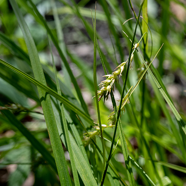 Longbeaked sedge leaves are 8-16" long and 2-4 mm wide with a groove running down the midrib; young blades are M-shaped in section. Fertile culms produce an apical inflorescence up to 12" long bearing 1-3 staminate (male) spikelets 1-2 cm long with 3 anthers and 2-5 pistillate (female) spikelets 1.5-3 cm long.  The pistillate spikelets are roughly cylindrical overall with 10-30 perigynia 4-7 mm long radiating in all directions from the axis; each perigynium has an inflated, nearly-spherical base and a long, tapering, sharp distal beak.
