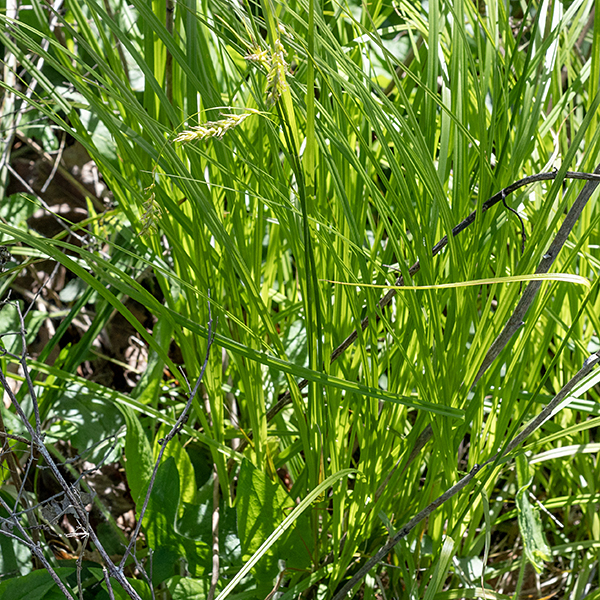 Longbeaked sedge leaves are 8-16" long and 2-4 mm wide with a groove running down the midrib; young blades are M-shaped in section. Fertile culms produce an apical inflorescence up to 12" long bearing 1-3 staminate (male) spikelets and 2-5 pistillate (female) spikelets.  The pistillate spikelets are roughly cylindrical overall with 10-30 perigynia 4-7 mm long radiating in all directions from the axis; each perigynium has an inflated, nearly-spherical base and a long, tapering, sharp distal beak.