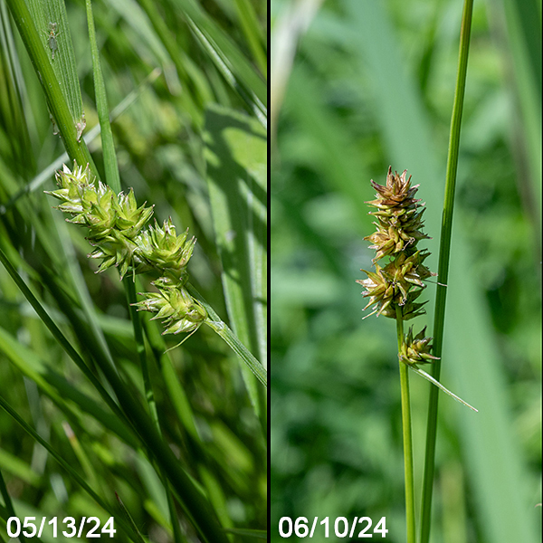 Two prickly sedge inflorescences photographed about a month apart. Fertile culms bear an apical inflorescence from 2-4" long bearing several short spikelets with a distinctly spikey appearance; the spikelets are initially light green (left image) but turn gold (right image) to brown as they mature. Each spikelet has a needle-like bract at its base (longest in the lowermost spikelet); the spikelet has a few staminate (male) perigynia apically but the majority of the perigynia are pistillate.