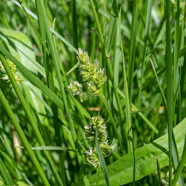 The leaves are up to 2' long and 1/4" wide, floppy, with a groove running down the midline, as seen in the center of the image. Fertile culms bear an apical inflorescence from 2-4" long bearing several short spikelets with a distinctly spikey appearance. Each spikelet has a needle-like bract at its base (longest in the lowermost spikelet); the spikelet has a few staminate (male) perigynia apically but the majority of the perigynia are pistillate. The apically-located male perigynia are apparent here by the prominent white anthers.
