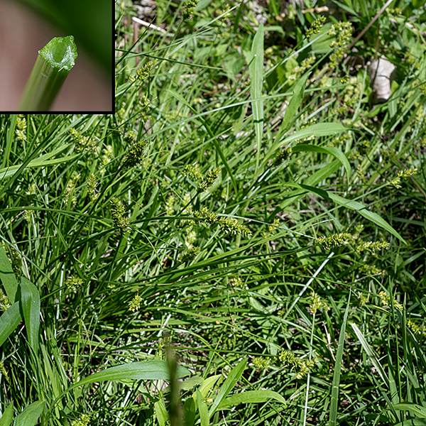 Prickly sedge growing among grasses and broad-leaved plants. The leaves are up to 2' long and 1/4" wide, floppy, with a groove running down the midline. Culms are triangular in cross-section with small wings on each edge (see insert). Fertile culms bear an apical inflorescence fron 2-4" long bearing several short spikelets with a distinctly spiky appearance.