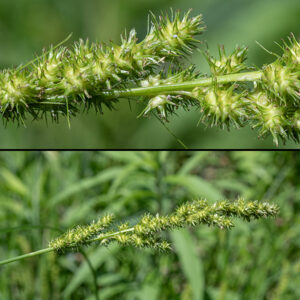 Brown fox sedge fertile culms apically bear a 2-5" long, 15 mm wide inflorescence (bottom) with numerous spikelets variably spaced along the axis. All spikelets have staminate (male) flowers apically and pistillate flowers below with a bristle-like bract at their bases; the lowest bract is the longest (up to 2"). Perigynia (top) are 2-3 mm long and 1.5 mm across, tapering to a toothed beak; pistillate scales as long as the perigynia with terminal awns add to the bristly appearance.