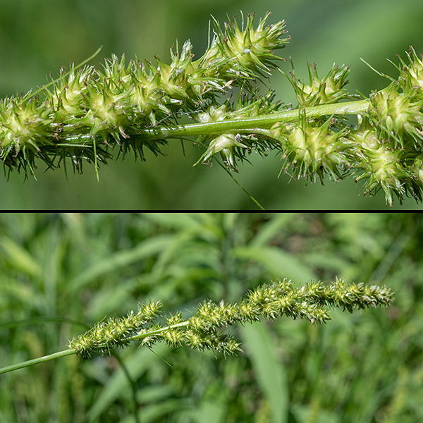 Brown fox sedge fertile culms apically bear a 2-5" long, 15 mm wide inflorescence (bottom) with numerous spikelets variably spaced along the axis. All spikelets have staminate (male) flowers apically and pistillate flowers below with a bristle-like bract at their bases; the lowest bract is the longest (up to 2"). Perigynia (top) are 2-3 mm long and 1.5 mm across, tapering to a toothed beak; pistillate scales as long as the perigynia with terminal awns add to the bristly appearance.