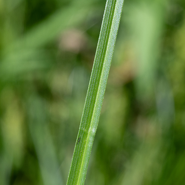 Brown fox sedge leaves are long (up to 3'), narrow (5 mm wide), and furrowed (V-shaped in section when young).