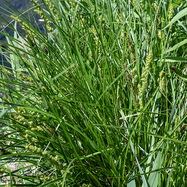 Brown fox sedge forms large, dense tufts 1.5-3.5' tall. Culms are light green and triangular in section with spreading or ascending leaves arise from the lower half of the culms and usually overtopping them. Leaves are long (up to 3'), narrow (5 mm wide), and furrowed (V-shaped in section when young).