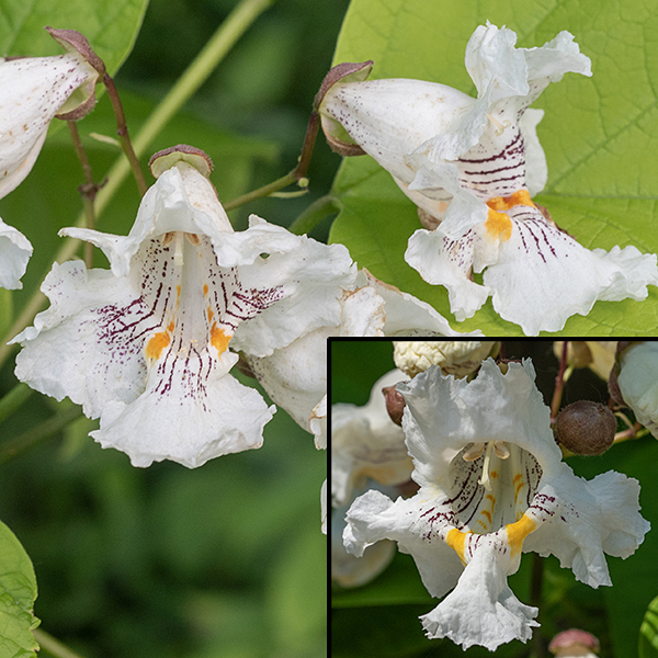 Northern catalpa's inflorescence is a pyramidal panicle with 10-30 flowers. Individual flowers are large (~2" across) and trumpet-shaped with two lobes, bright white with purple lines leading towards the corolla's center; two yellow-orange spots are present on the lower lateral edges of the corolla's opening. Two fertile and three sterile stamens, and a single, white style with a bifurcated stigma are present.
