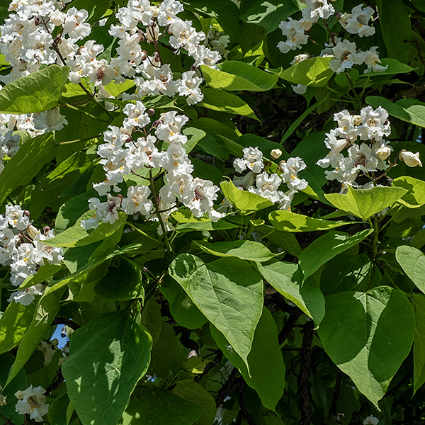 Northern catalpa leaves are 6-12" long and 2/3 as wide, yellow-green, heart-shaped (chordate) with smooth margins, either opposite or in whorls of 3, hanging down from the twigs on 4-6" long petioles. The inflorescence is a pyramidal panicle with 10-30 flowers.
