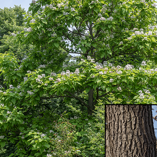Northern catalpa is a 40-70' tall tree with a 3.5' diameter trunk at maturity. The bark on the trunk (inset) is rough, gray-brown, longitudinally furrowed, and often broken up into elongated rectangular plates. Northern catalpa's wood is resistant to damp and decay so it was once widely used for fence posts and railroad ties.