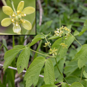At the apex of the blue cohosh stem is a floral panicle 1-3" long bearing 5-30 flowers. Individual flowers (insert) are about 1/3" (8 mm) across with six petal-like yellow-green sepals, and six stamens with yellow anthers in a ring around a central green ovary and style. The petals have been reduced to six green lobes at the base of the stamens, between the sepals.