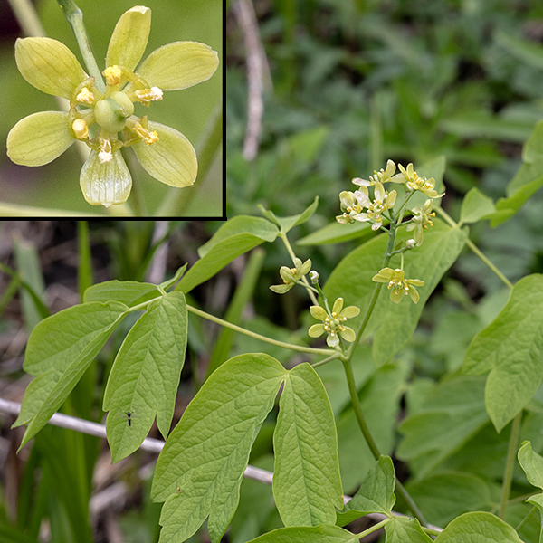 At the apex of the blue cohosh stem is a floral panicle 1-3" long bearing 5-30 flowers. Individual flowers (insert) are about 1/3" (8 mm) across with six petal-like yellow-green sepals, and six stamens with yellow anthers in a ring around a central green ovary and style. The petals have been reduced to six green lobes at the base of the stamens, between the sepals.