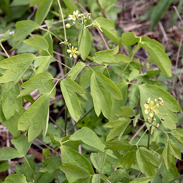 Blue cohosh leaves are three- or four-times compound in groups of three, so there are usually 9-12 leaflets, each 2.5" long and wide and each with 2-5 bluntly pointed lobes on its distal end and a rounded (often asymmetrical) base where it attaches to the petiolule. The leaflets look very similar to the leaflets of purple meadow rue (Thalictrum dasycarpum), but the latter has leaflets with rounded, not pointed lobes.
