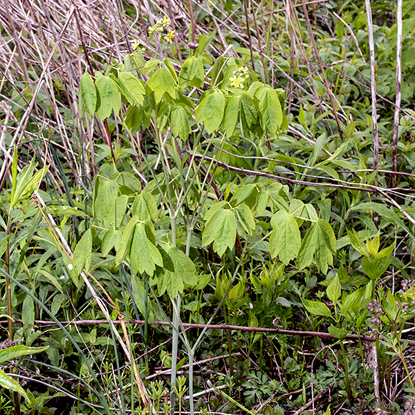 Blue cohosh is unbranched (although the inflorescence is); the plant is 1-3' tall. The stem is round, light green to blue or purple, hairless, and often covered with a waxy coating. At the apex of the stem is a pair of compound leaves (flowering plants). Although the stem is unbranched, the compound leaves give the impression of multiple branches. Also at the apex of the stem is a floral panicle (adding additional branches to the visual impression). The leaflets look very similar to the leaflets of purple meadow rue (Thalictrum dasycarpum), but the latter has leaflets with rounded, not pointed lobes. The "blue" in blue cohosh refers to the bright-blue ripe berries of this plant, although Jackson Park specimens tend to also have very attractive bluish-green or pale blue stems.