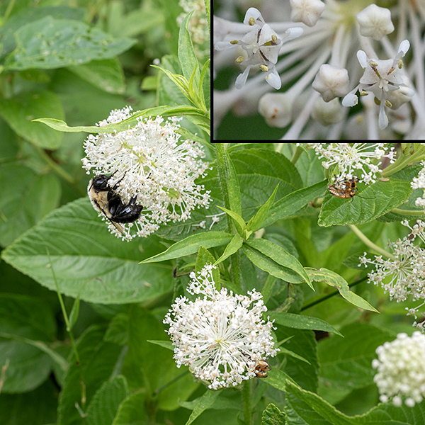 New Jersey tea flowers occur in panicles ("puffballs") up to 5" long and 3" across on peduncles up to 8" long arising from the tip of stems or axils of a leaf. Flowers are 1/4-3/8" across on 1/4-3/4" stalks; each flower has five triangular white sepals folded inwards towards the flower center; five widely spreading, white spoon-shaped petals with narrow bases and broad tips (tips curled in to heighten the "spoon" impression) emerging from between the incurled sepals; five stamens with whitish-purple anthers; and a three-part style.