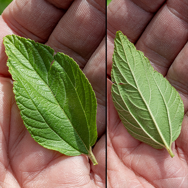 New Jersey tea leaves can be either alternate or opposite. The leaves are 1-3" long and 2/3 as wide, egg-shaped with a rounded base and bluntly pointed tip, margins smooth or (more usually) finely serrated, strongly 3-veined with short petioles; the underside is light green and hairy, especially along the veins.