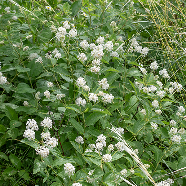 New Jersey tea exhibits multiple light green, hairy stems, up to ~3' tall, woody towards the base; leaves can be either alternate or opposite. Flowers occur in panicles ("puffballs") up to 5" long and 3" across on peduncles up to 8" long arising from the tip of stems or axils of a leaf. New Jersey tea was apparently used as a substitute for green tea during the American Revolution, but lacks caffeine so probably was not enthusiastically embraced.