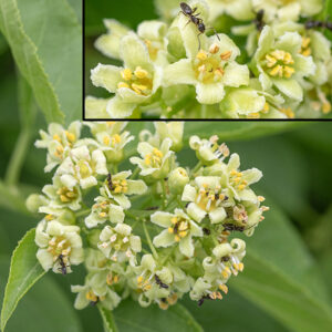 American bittersweet side branches occasionally produce panicles of flowers (up to 6" long) at their tips. Male flowers are about 1/4" wide with five light green petals with jagged or undulate margins, five green sepals, and five stamens with yellow anthers and a narrow style rudiment.