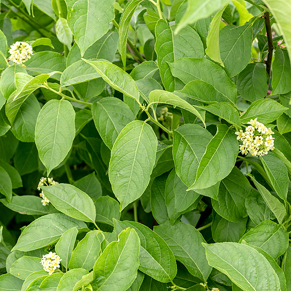 American bittersweet is a woody vine up to 30' long with occasional branches; it tends to climb objects or sprawls on the ground. Leaves are alternate, with blades up to 4" long and half as wide, 1" petioles, oval overall but tapering gradually to a pointed tip; leaves are hairless with finely serrated margins.
