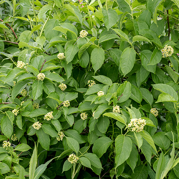 American bittersweet (not to be confused with bittersweet nightshade, Solanum dulcamara) is a woody vine up to 30' long with occasional branches; it tends to climb objects or sprawls on the ground. Side branches occasionally produce panicles of flowers (up to 6" long) at their tips. The flowers are usually "imperfect" — i.e., either male (staminate) or female (pistillate) on separate plants. The seed capsule is about 8 mm long; when mature, the capsule turns orange and splits open exposing a red aril that covers the seeds. Fruiting panicles are often collected to serve as holiday garlands.