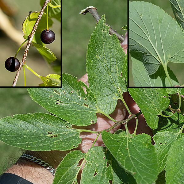 Common hackberry leaves are alternate, 2-5" long and 1-3" across with sawtooth margins and rounded or indented bases where the blades join the pedicles; the bases are usually obviously asymmetrical (main image) and have three prominent veins that radiate from the attachment to the pedicles (upper right insert). The 1/4-1/2" diameter fruit is a seed enclosed in stony capsule, buried in fleshy tissue (e.g., a stone fruit or drupe, like a cherry); the drupe is typically purplish-black to reddish maroon (upper left insert). The fruit is said to taste like dates and is much loved by birds.