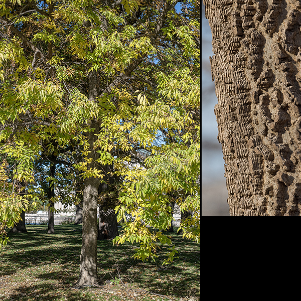 Common hackberry is ubiquitous in Jackson Park. It is a hardy tree tolerant of drought and adverse conditions with distinctive bark; it reaches heights of 40-80'. The trunk is brownish gray with deep furrows in the bark that form distinctive ridges composed of multiple "corky" layers (insert). Branches have more pedestrian, relatively smooth gray bark with white lenticels, as do the twigs. Flowers may be staminate (male), pistillate (female), or perfect (both), all on the same tree. Flowers are about 1/4" across and bloom before the leaves open, often high in the tree (thus, I have no pictures yet). All flowers are wind-pollinated, yellowish-green with 4-6 spreading sepals joined at their bases; there are no petals. Male flowers have 4-5 stamens with green or yellow-brown anthers; female flowers have a green ovary with a large two-part, densely fuzzy style like an umbrella over the ovary. Perfect flowers have both.
