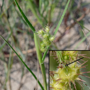 Sandburs are no one's friend. They are a form of grass with light green culms, round in section, up to 2.5' long; they are mostly covered by the sheaths of the alternate leaves. Each culm and upper branches (if any) terminate in a 4" long (3/4" across) raceme of 4-20 spiky burs. Each 1/4" diameter bur (excluding the spines) consists of 2-3 spikelets, each containing a fertile flower recognizable only by the stamens or styles protruding from the tip of the spikelets. The flowers are wind pollinated. This is the only sandbur in Illinois, so identification is easy (if not always painless).