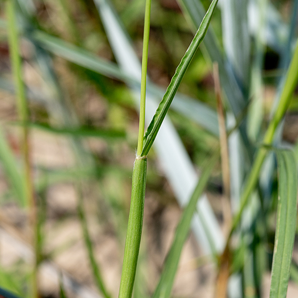 Sandburs are no one's friend. They are a form of grass with light green culms, round in section, up to 2.5' long; they are mostly covered by the sheaths of the alternate leaves. Each culm and upper branches (if any) terminate in a 4" long (3/4" across) raceme of 4-20 spiky burs. Each 1/4" diameter bur (excluding the spines) consists of 2-3 spikelets, each containing a fertile flower recognizable only by the stamens or styles protruding from the tip of the spikelets. The flowers are wind pollinated. This is the only sandbur in Illinois, so identification is easy (if not always painless).
