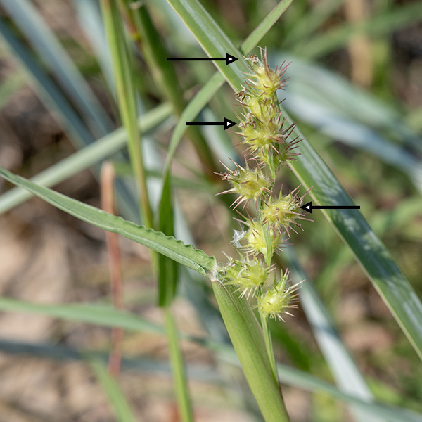 Sandburs are no one's friend. They are a form of grass with light green culms, round in section, up to 2.5' long; they are mostly covered by the sheaths of the alternate leaves. Each culm and upper branches (if any) terminate in a 4" long (3/4" across) raceme of 4-20 spiky burs. Each 1/4" diameter bur (excluding the spines) consists of 2-3 spikelets, each containing a fertile flower recognizable only by the stamens or styles protruding from the tip of the spikelets. The flowers are wind pollinated. This is the only sandbur in Illinois, so identification is easy (if not always painless).