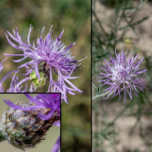 Spotted knapweed has pink to purplish flowers ~3/4" across composed of numerous tubular, branching, sterile ray florets with five lobes; the outermost ray florets are the longest. Disc florets ARE present, shorter and more erect than the ray florets but similar in appearance, with pink to white-tipped anthers and a divided style. The urn-shaped base of the flower is covered with tightly appressed oval bracts, each green with black tips; long, comb-like pale bristles radiate from the tip giving an appearance rather like a tick (inset).