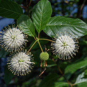 Buttonbush is a shrub with golfball-sized white inflorescences studded with long, protruding styles — distinctive and unmistakable. Flowering stalks produce 1-3 spherical flowerheads 3/4-1.5" across completely covered with 100-200 small white flowers. Individual flowers are small (1/3" long), white, with four (sometimes five) lobes at the apex; stamens are short while the styles are very long (~3/8"), yellow-tipped, and projecting well beyond the corolla. Maturing seedheads are bright red, but turn brown when fully ripe.